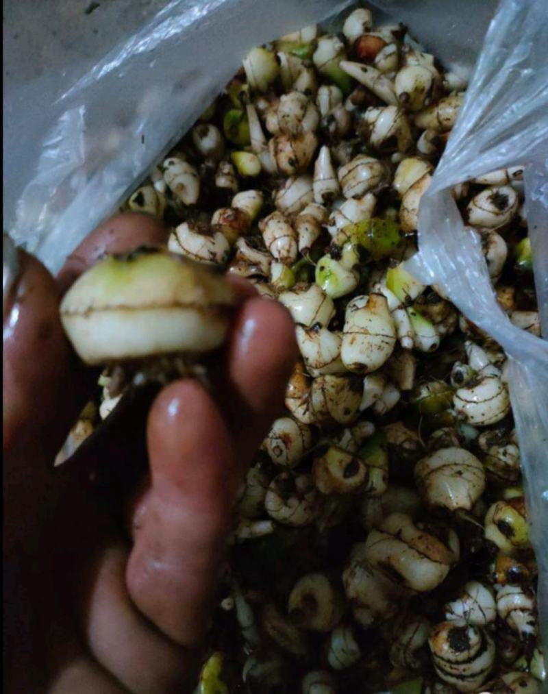 山慈菇苗，毛慈茹苗，产地直发，价格美丽