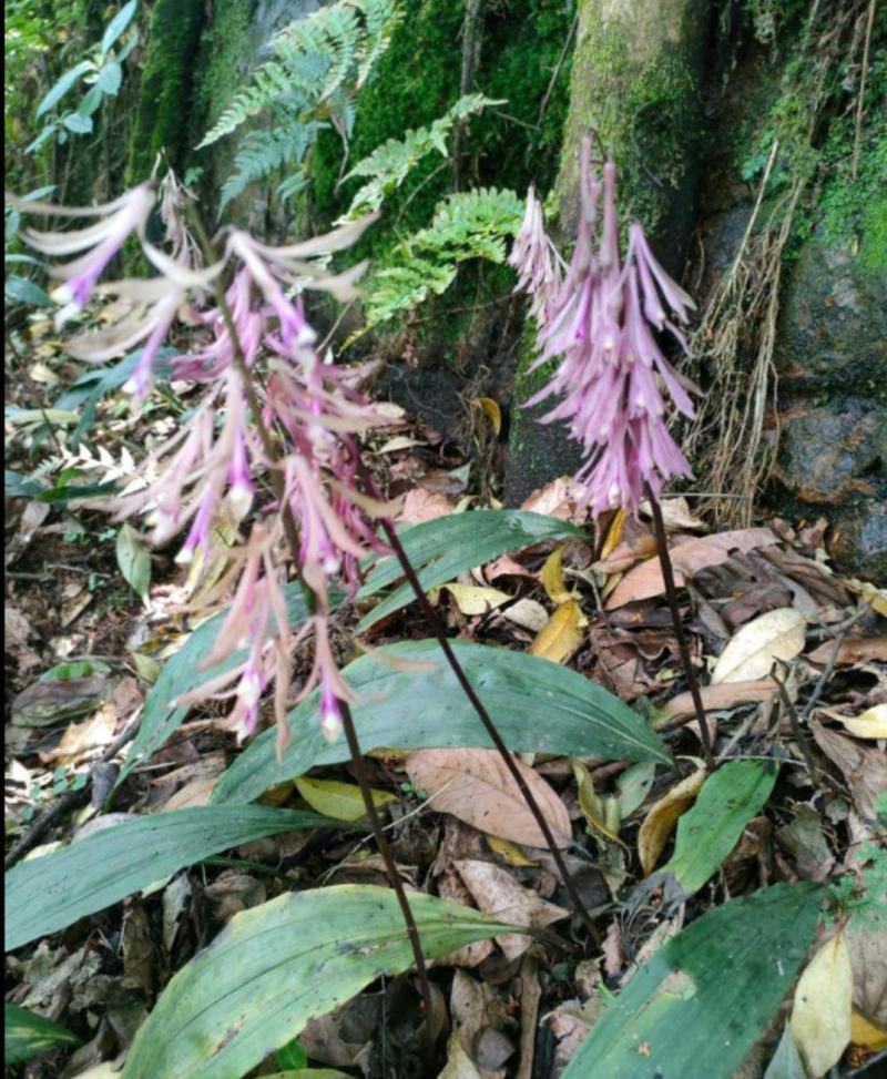 山慈菇苗，毛慈茹苗，产地直发，价格美丽