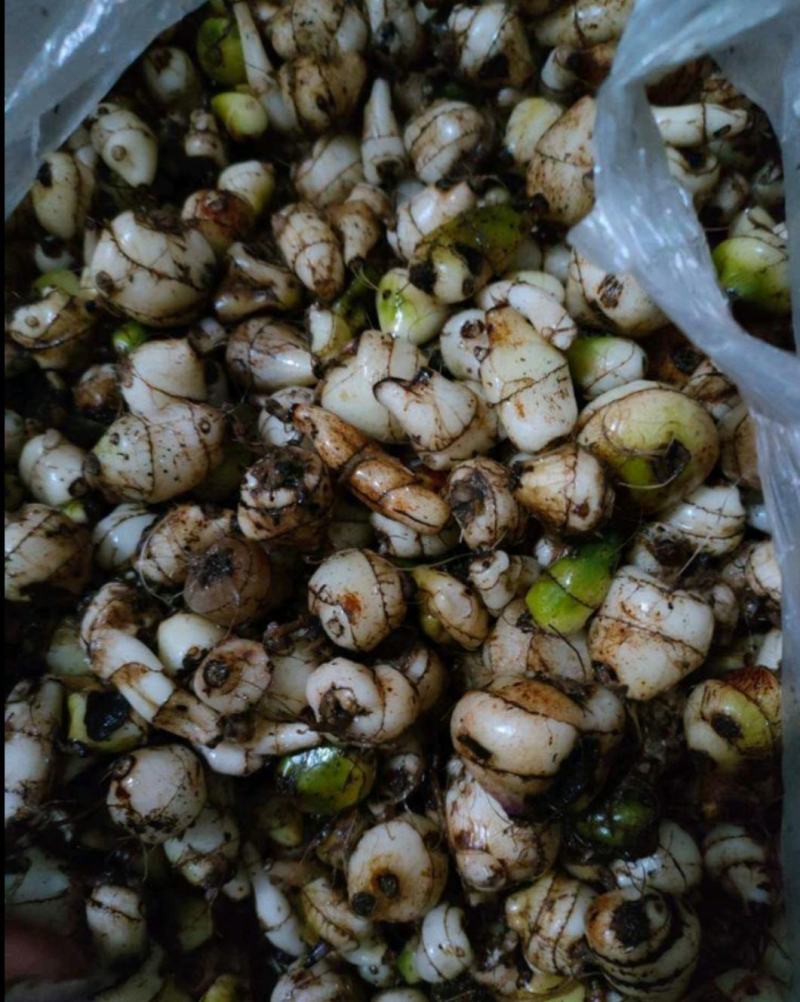 山慈菇苗，毛慈茹苗，产地直发，价格美丽