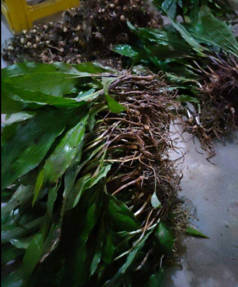 山慈菇苗，毛慈茹苗，产地直发，价格美丽