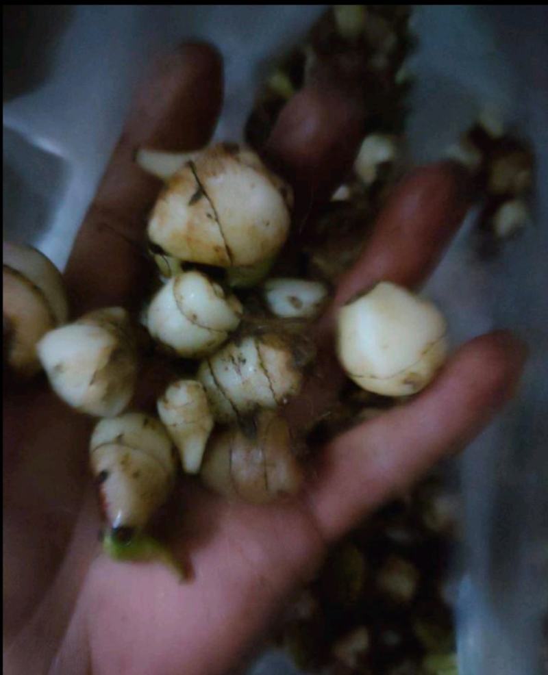 山慈菇苗，毛慈茹苗，产地直发，价格美丽