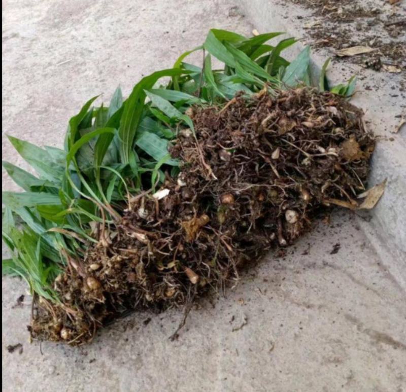山慈菇苗，毛慈茹苗，产地直发，价格美丽