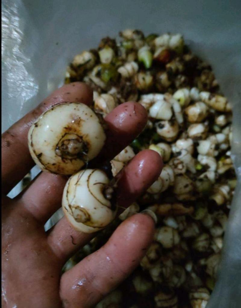 山慈菇苗，毛慈茹苗，产地直发，价格美丽