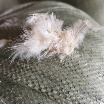 白鸡毛