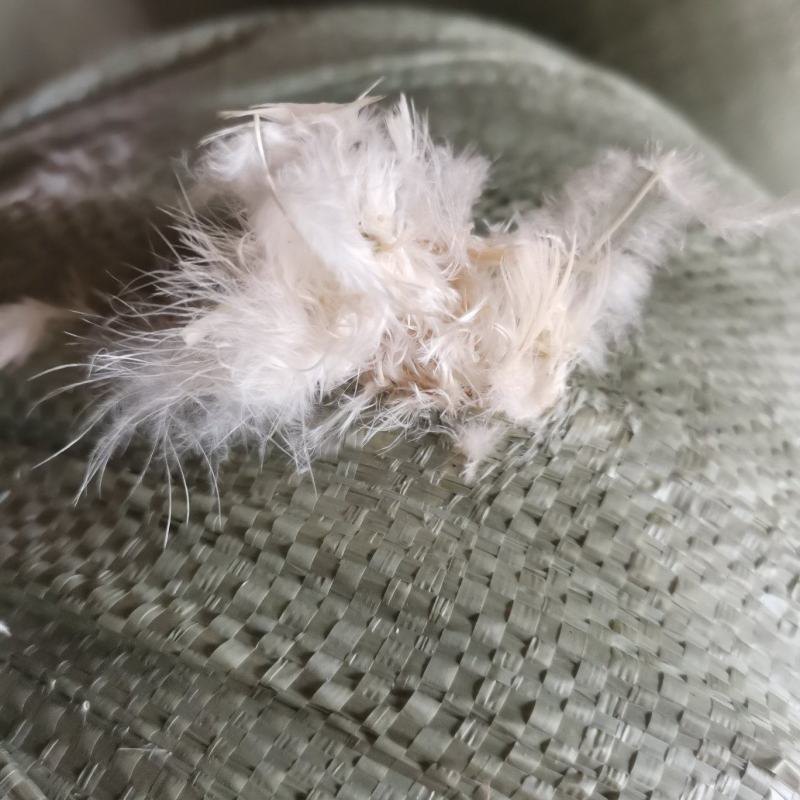 白鸡毛