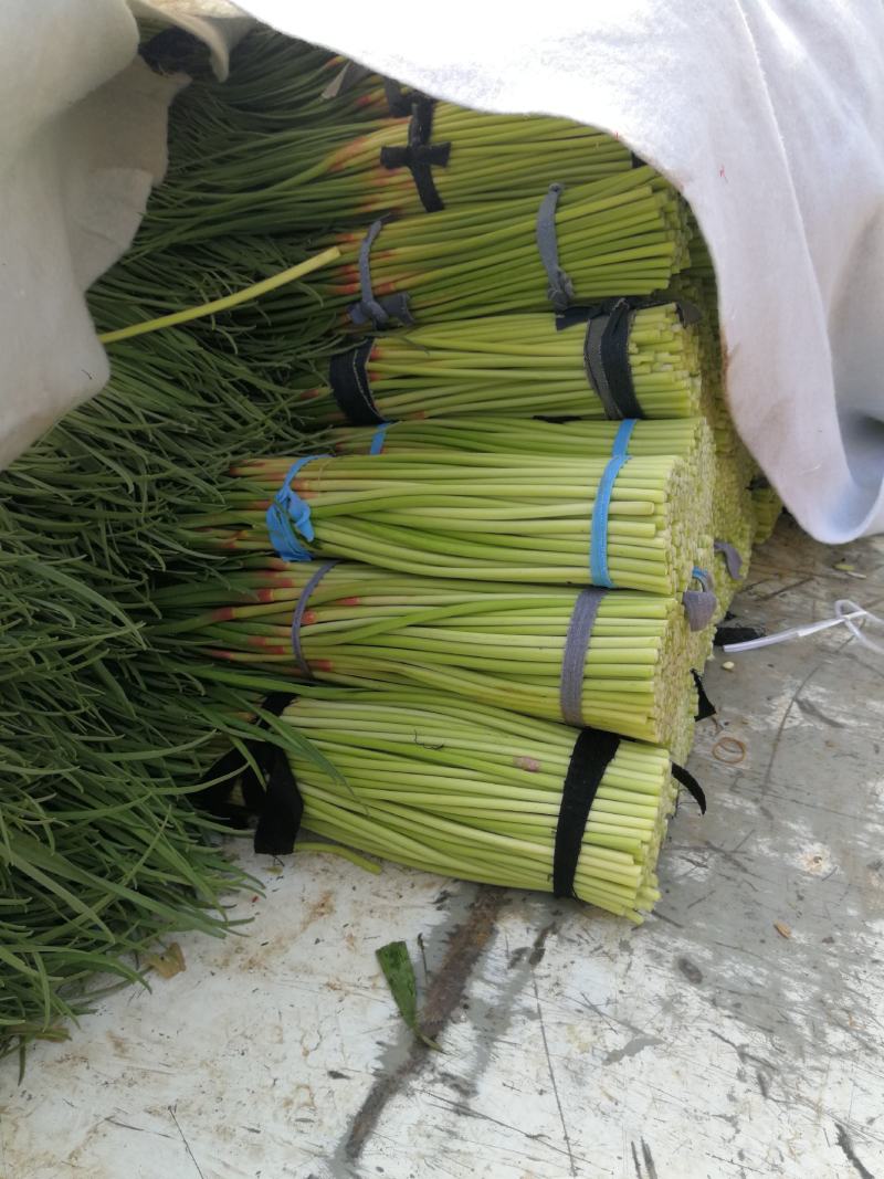 蒜苔，红毛蒜薹，早熟苔，干苔不使水，量大