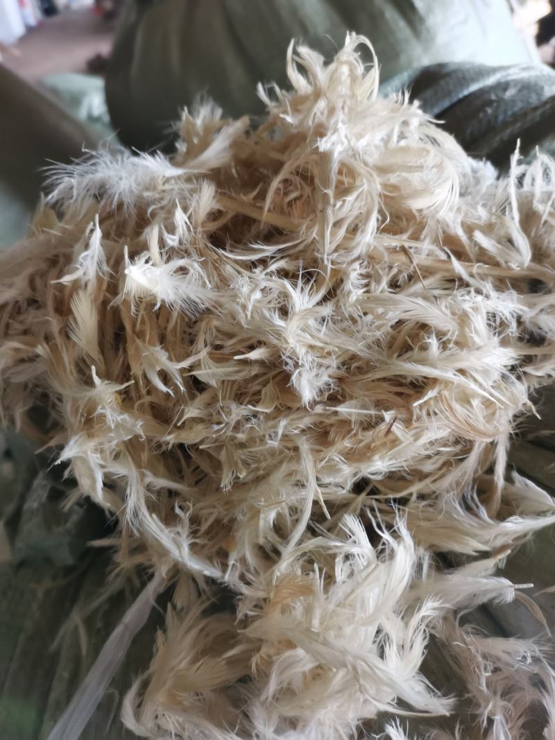 白鸡毛