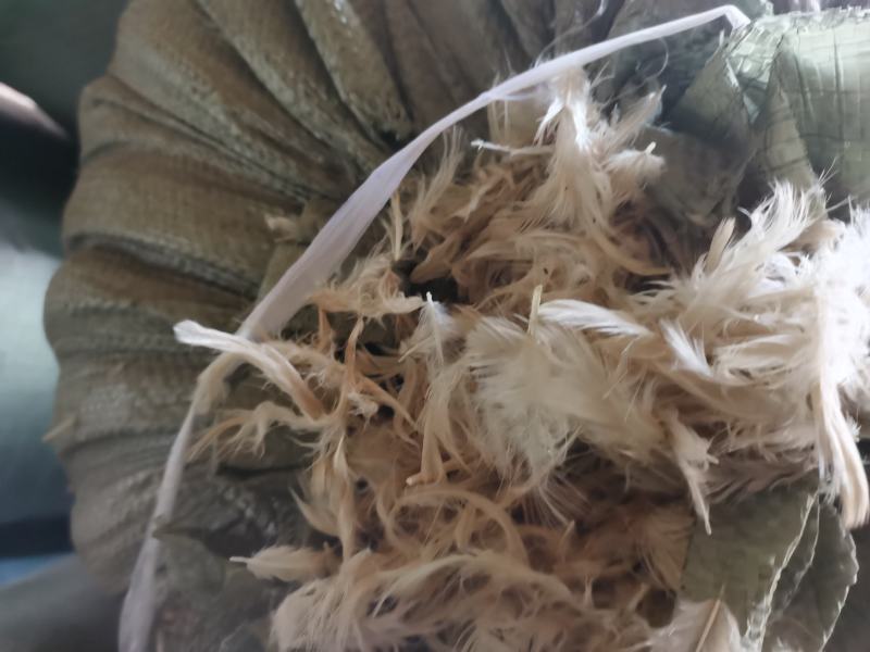 白鸡毛