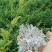 【精品推荐】张家界永定区藤茶，一手货源，基地直发，全国发货