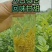 【精品推荐】张家界永定区藤茶，一手货源，基地直发，全国发货