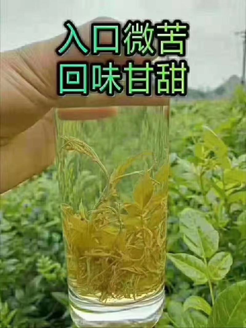 【精品推荐】张家界永定区藤茶，一手货源，基地直发，全国发货