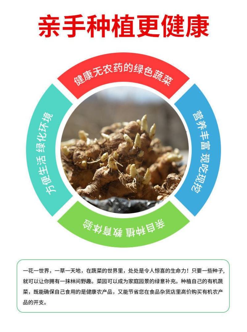 热卖款老姜山东大姜月子姜菜姜生姜土姜种子姜黄姜种苗代发