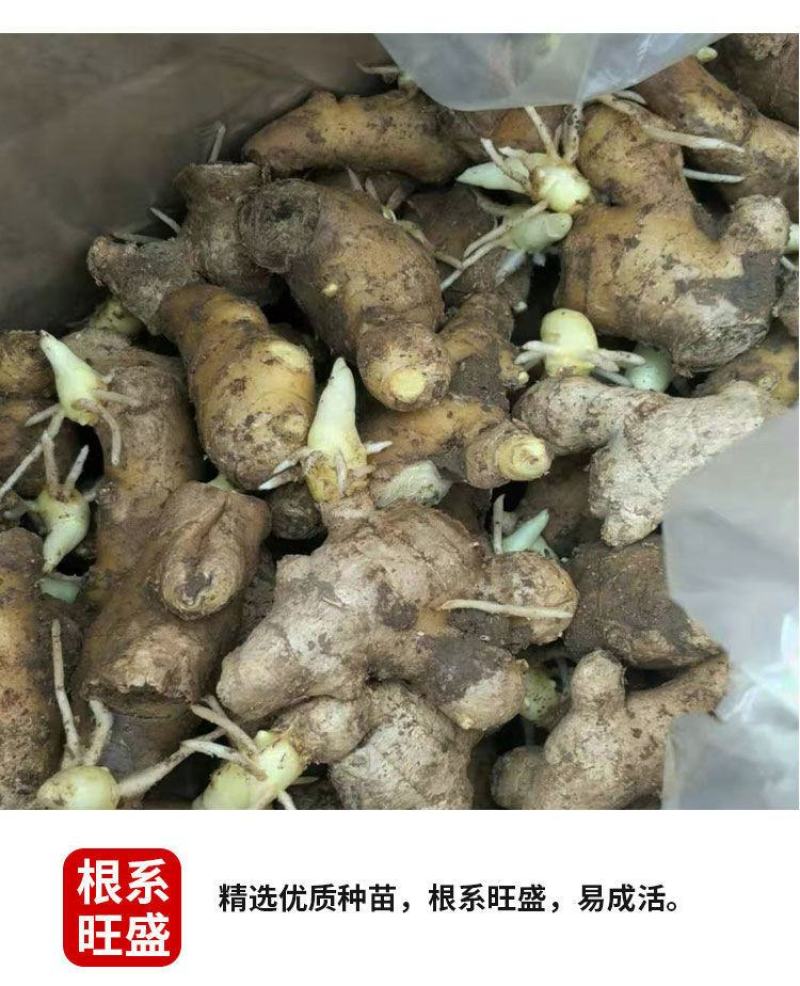 热卖款老姜山东大姜月子姜菜姜生姜土姜种子姜黄姜种苗代发