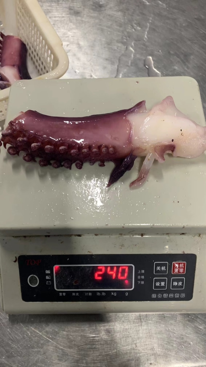 章鱼足，脆口片