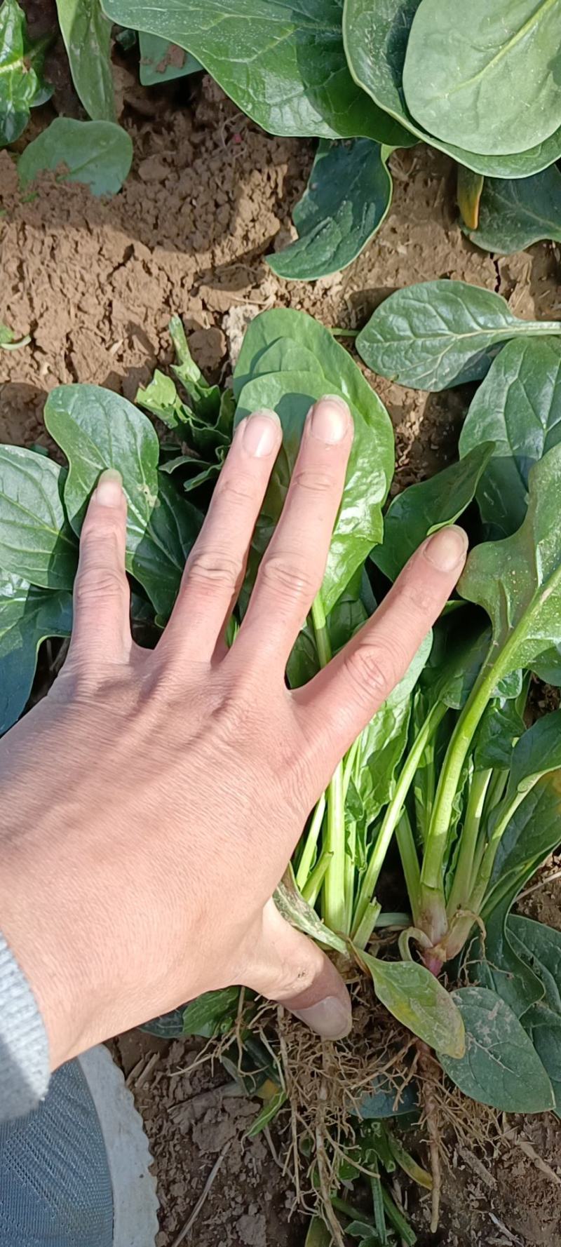 菠菜