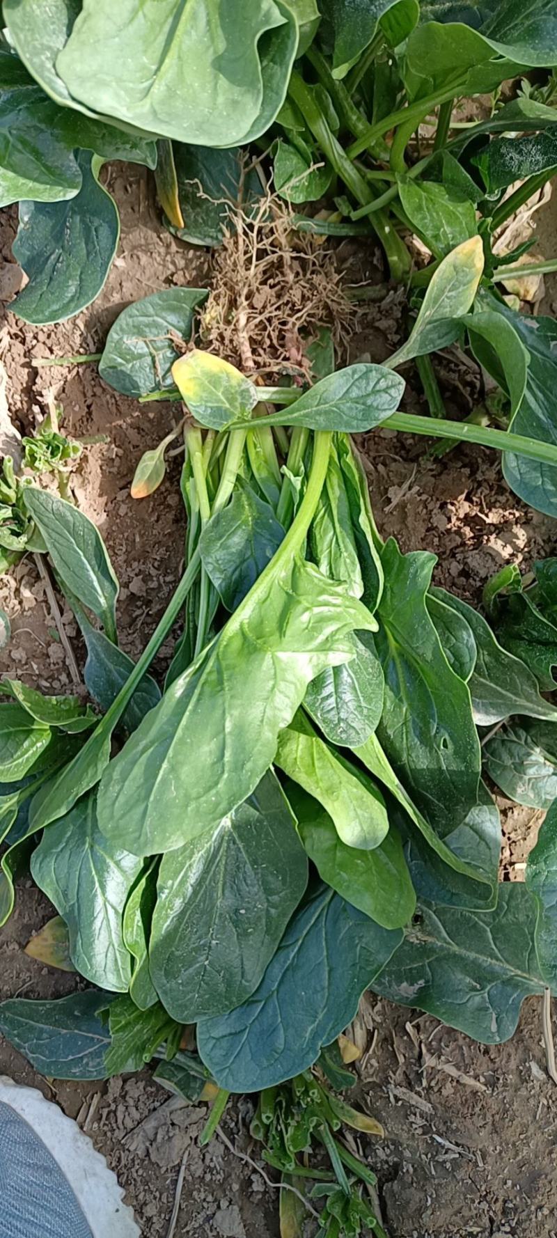 菠菜