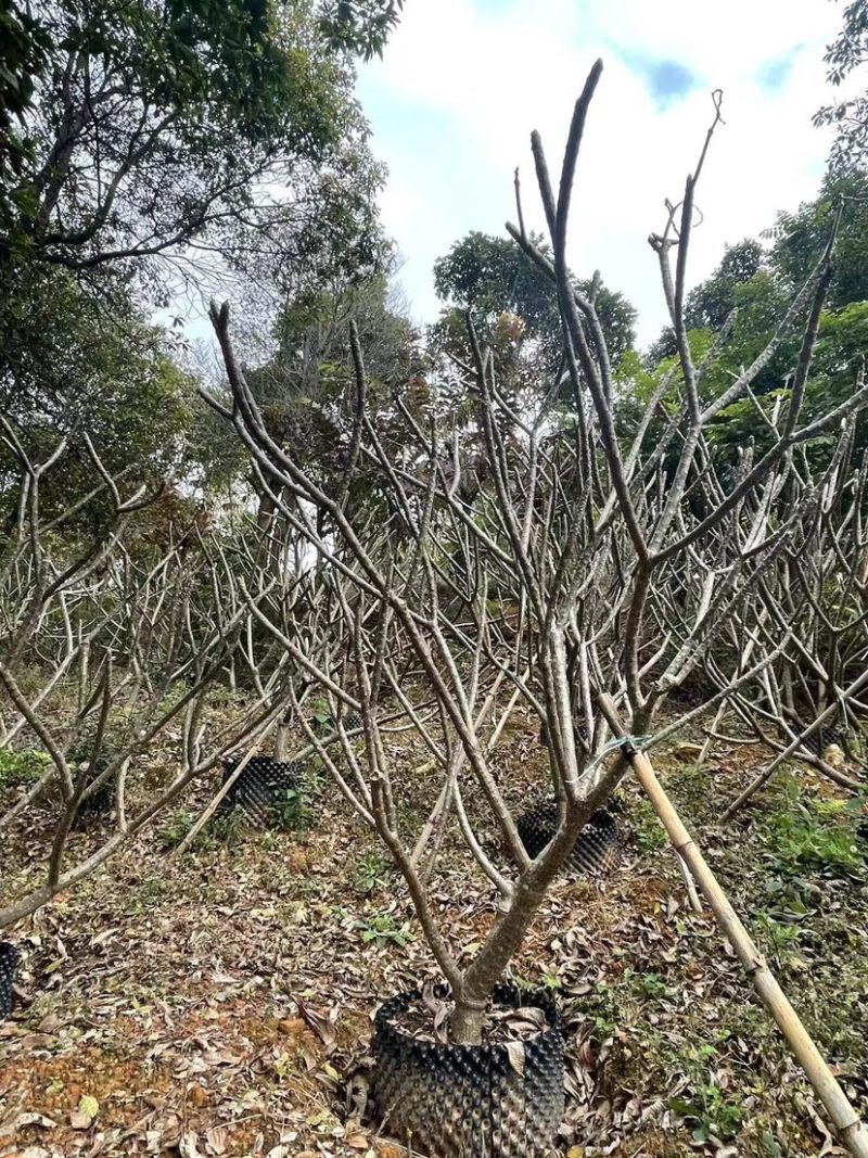 鸡蛋花铁红鸡蛋花漳州种植基地苗农低价直销批发