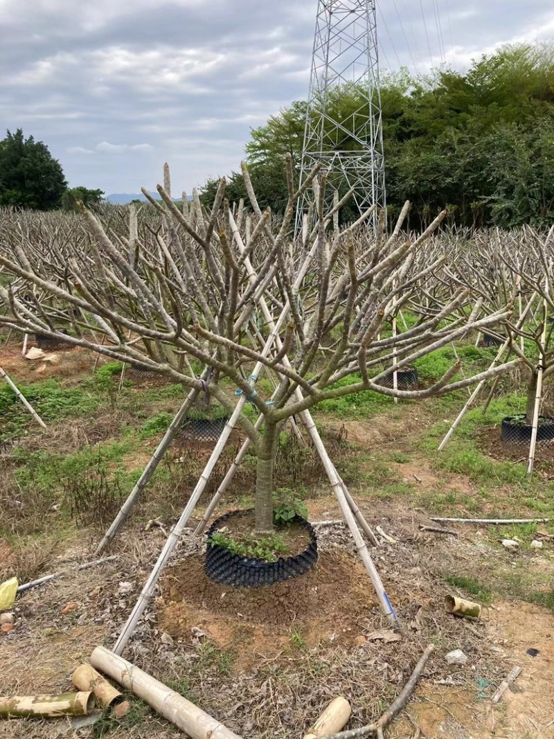 鸡蛋花铁红鸡蛋花漳州种植基地苗农低价直销批发