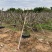 鸡蛋花铁红鸡蛋花漳州种植基地苗农低价直销批发