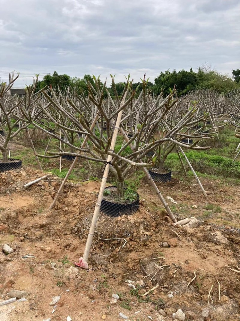 鸡蛋花铁红鸡蛋花漳州种植基地苗农低价直销批发