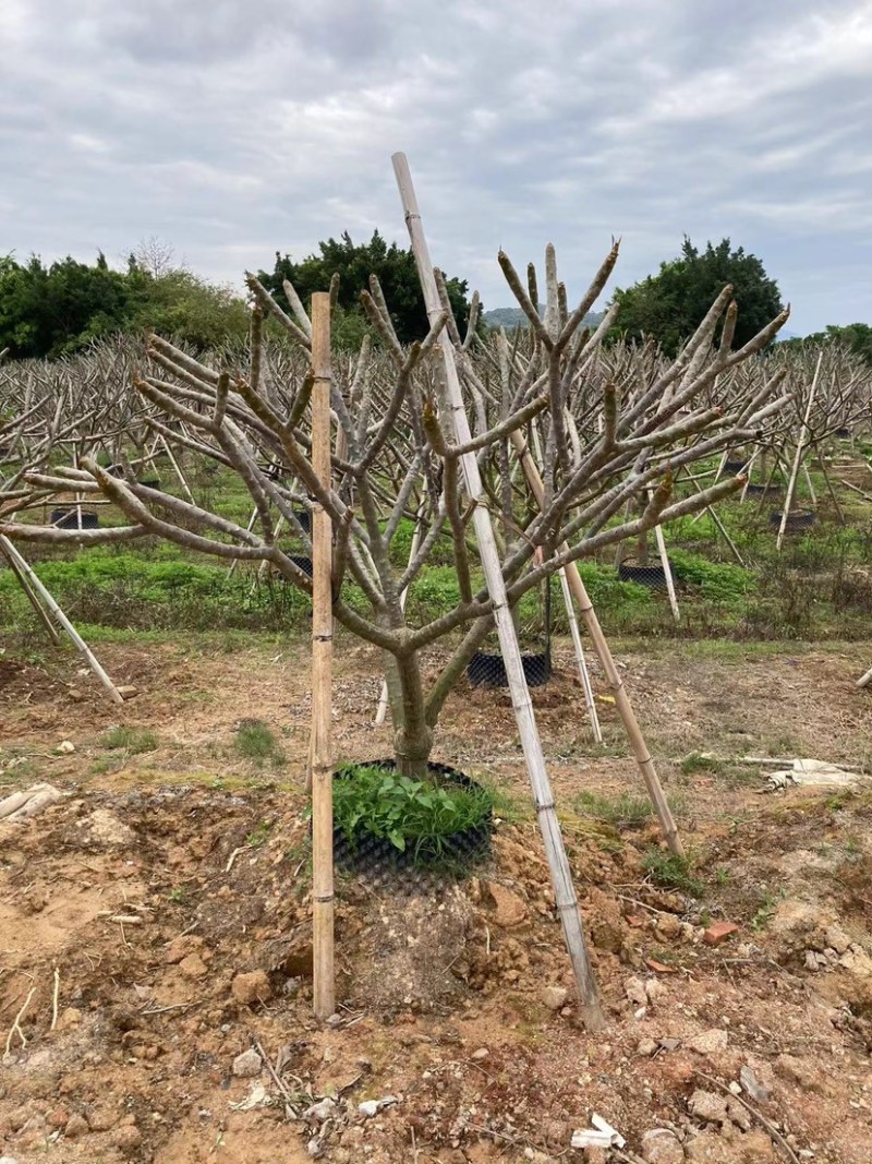 鸡蛋花铁红鸡蛋花漳州种植基地苗农低价直销批发