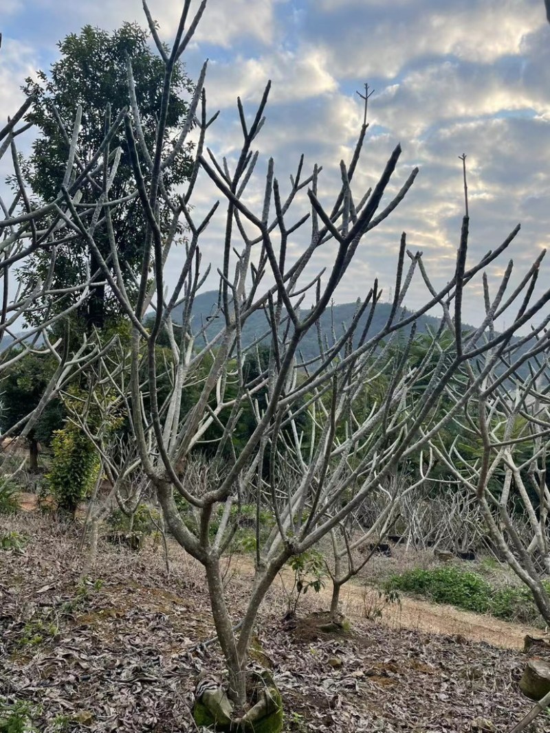 鸡蛋花铁红鸡蛋花漳州种植基地苗农低价直销批发