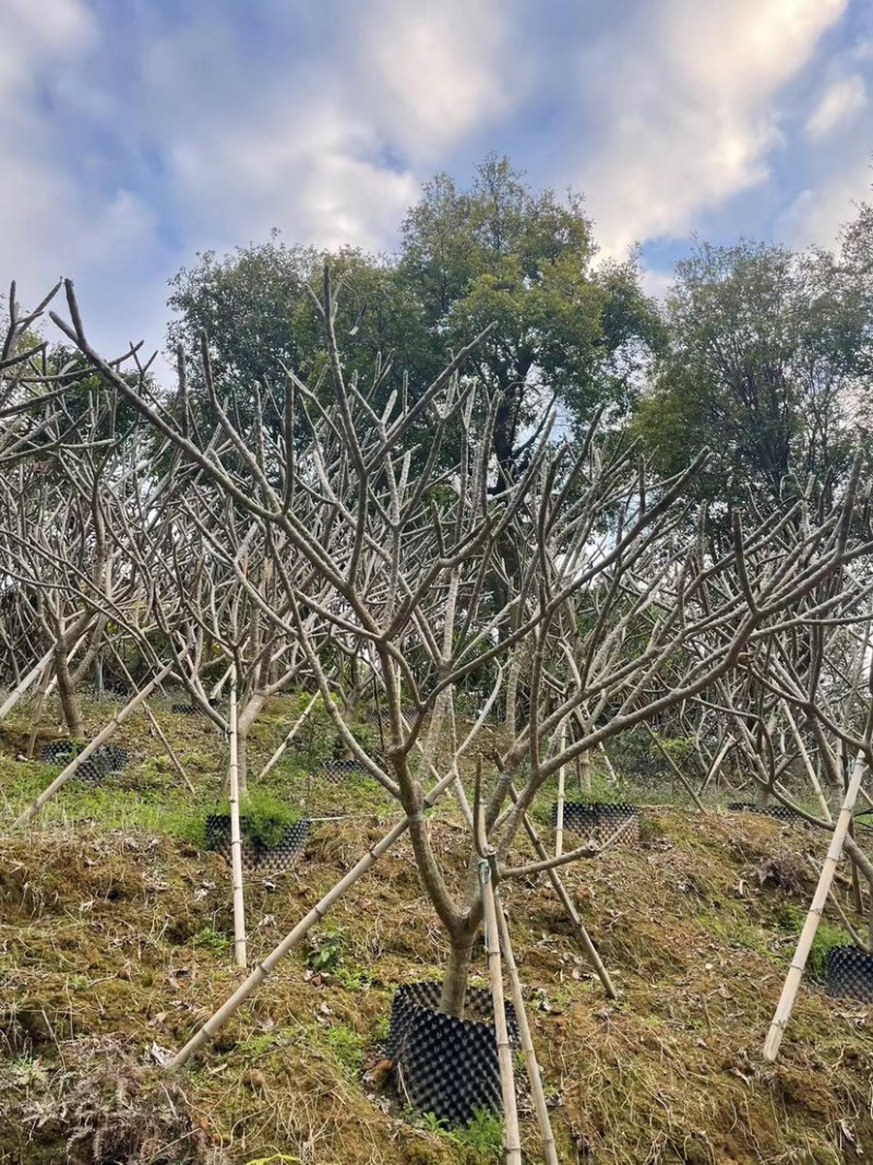鸡蛋花铁红鸡蛋花漳州种植基地苗农低价直销批发