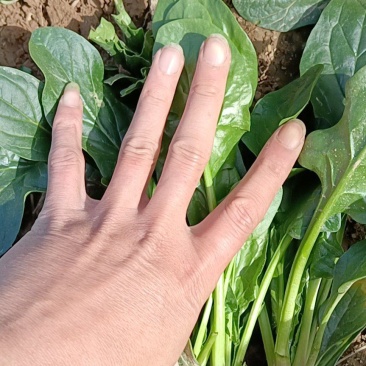 菠菜