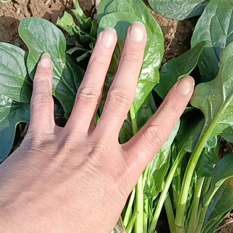菠菜