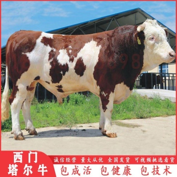 小牛犊，肉牛犊活牛苗，供应西门塔尔牛犊包健康改良牛多少钱