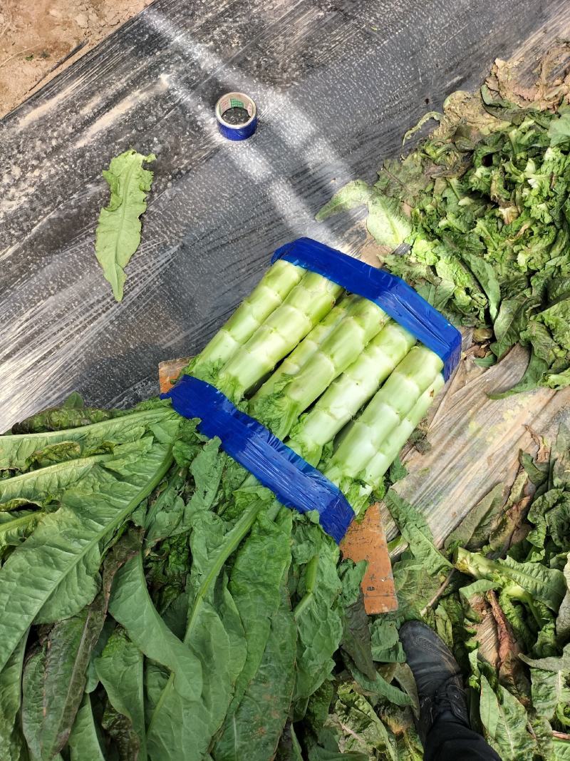 陕西精品红叶香莴苣大量上市，货源充足，可提供视频看货