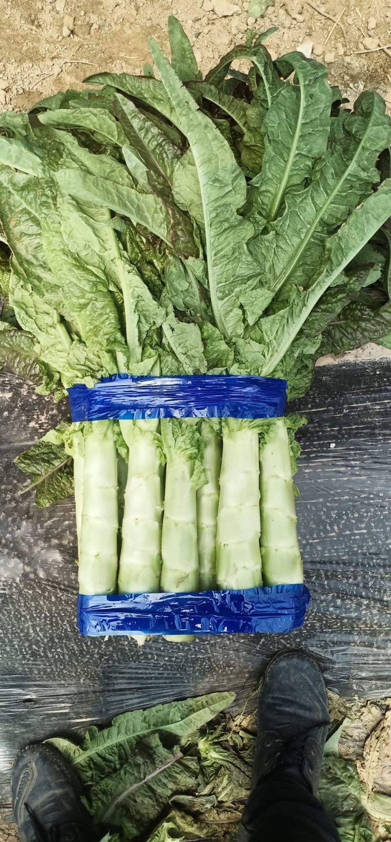 红叶香莴苣，百亩基地，绿翠源果蔬专业合作社
