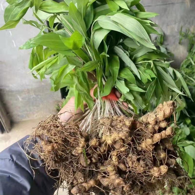优质黄精苗多花姜型黄精苗黄精两年苗批发价提供种植技
