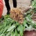 优质黄精苗多花姜型黄精苗黄精两年苗批发价提供种植技