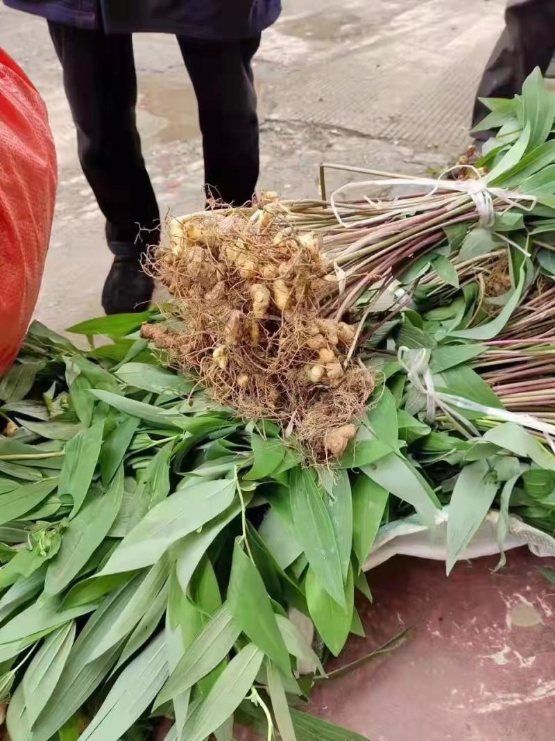 优质黄精苗多花姜型黄精苗黄精两年苗批发价提供种植技