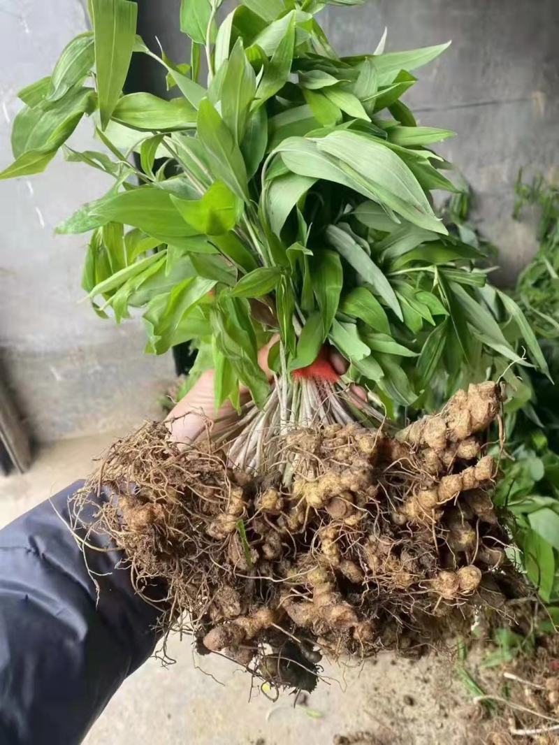 优质黄精苗多花姜型黄精苗黄精两年苗批发价提供种植技