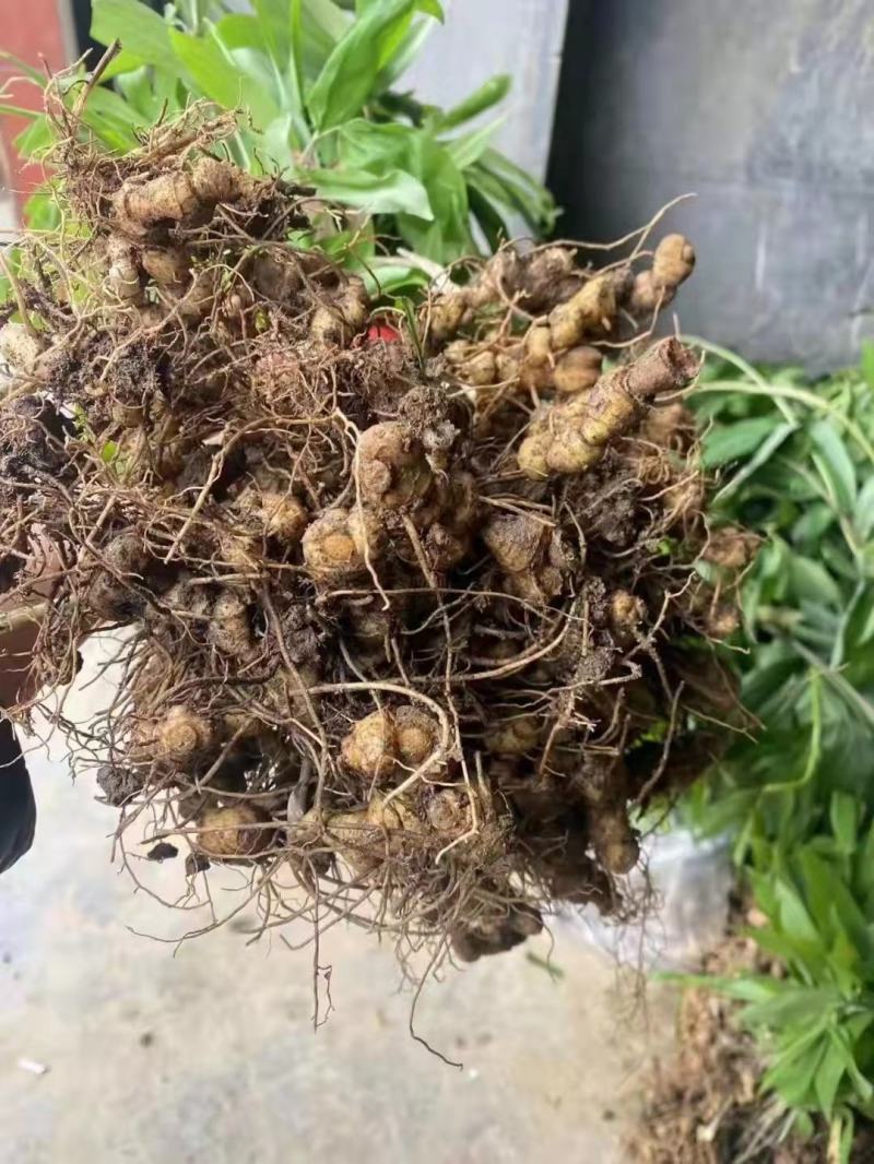 优质黄精苗多花姜型黄精苗黄精两年苗批发价提供种植技