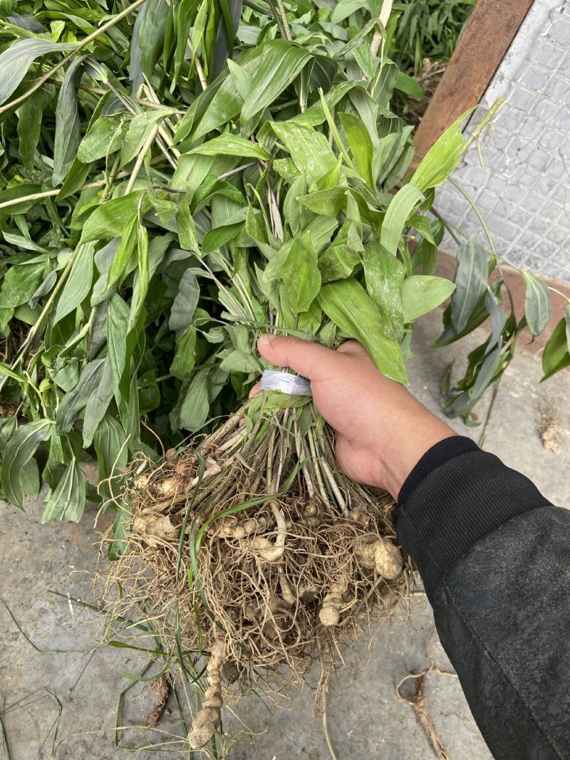 优质黄精苗多花姜型黄精苗黄精两年苗批发价提供种植技