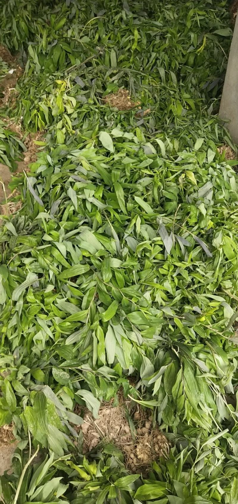 优质黄精苗多花姜型黄精苗黄精两年苗批发价提供种植技
