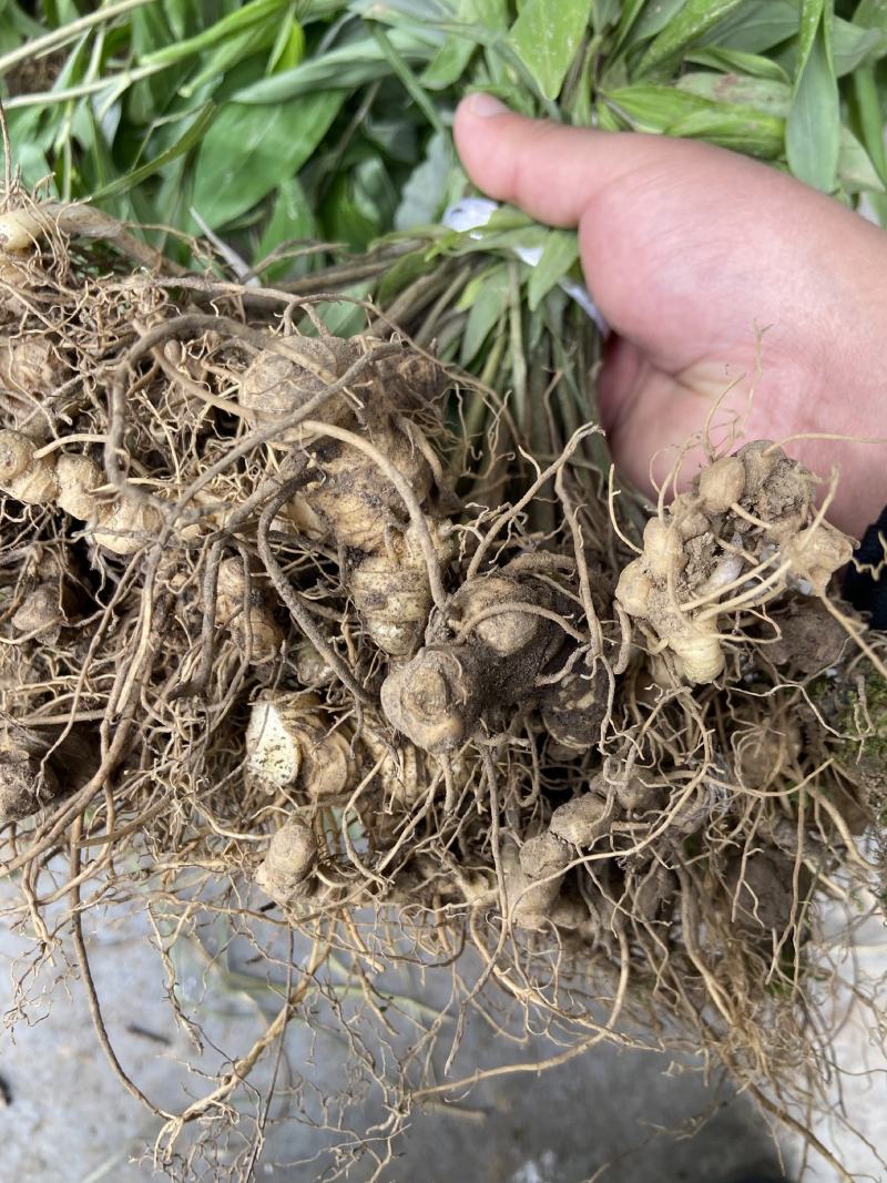 优质黄精苗多花姜型黄精苗黄精两年苗批发价提供种植技
