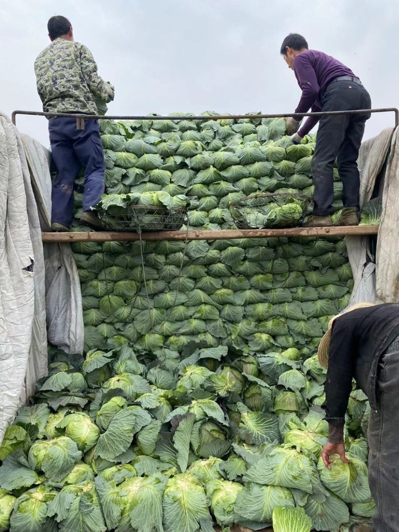精品扁包菜基地直供无中间商价格可谈