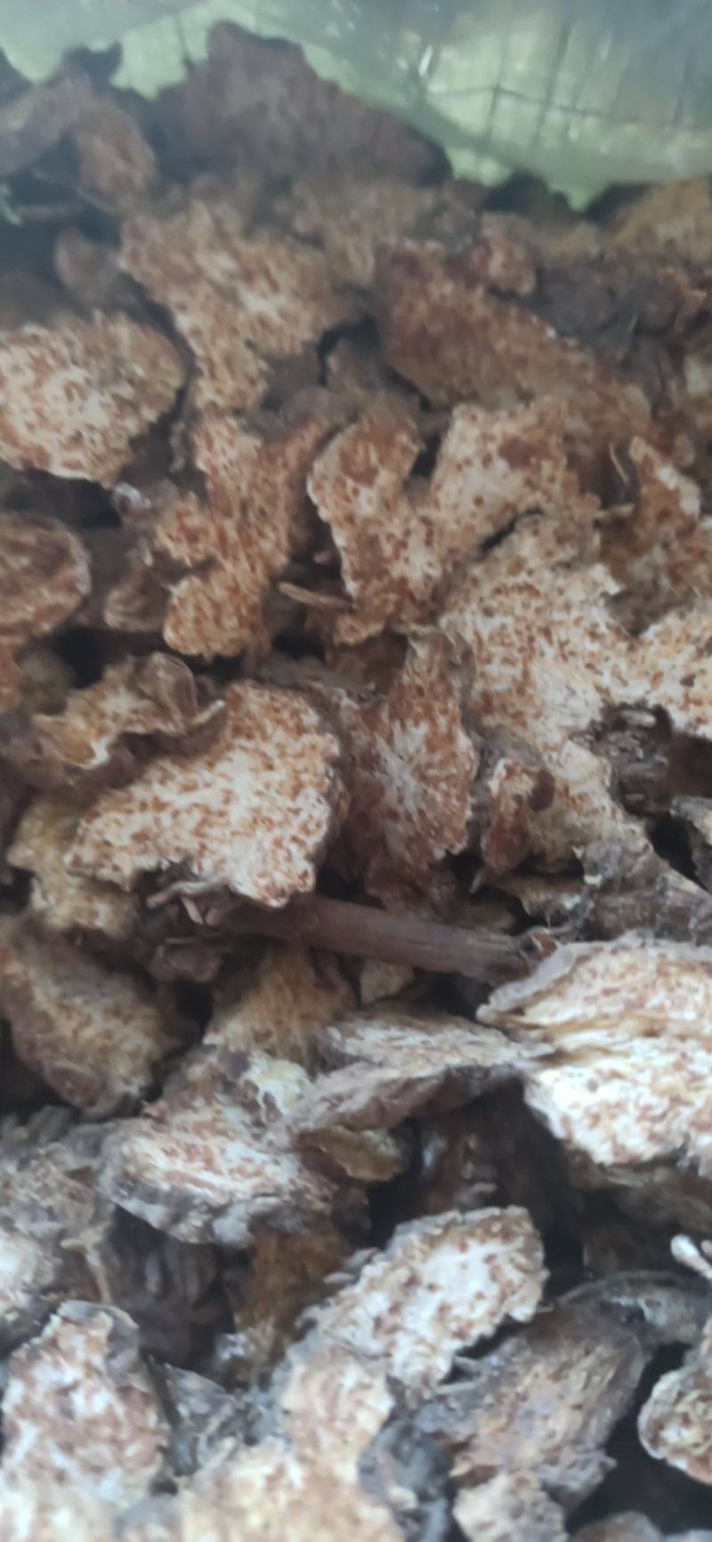 苍术各种规格苍术气味浓无硫质量保证量大从优