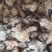 苍术各种规格苍术气味浓无硫质量保证量大从优