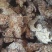 苍术各种规格苍术气味浓无硫质量保证量大从优