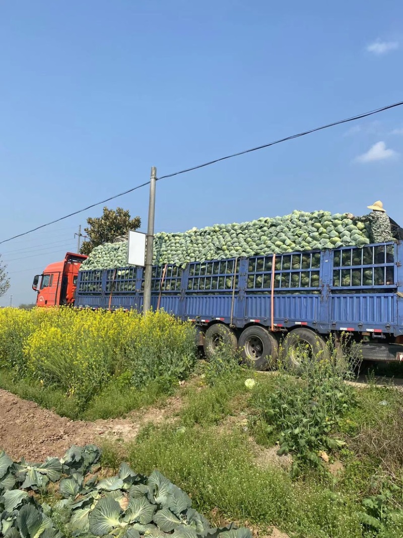 湖南岳阳扁包菜甘蓝无中间商量大价格可谈