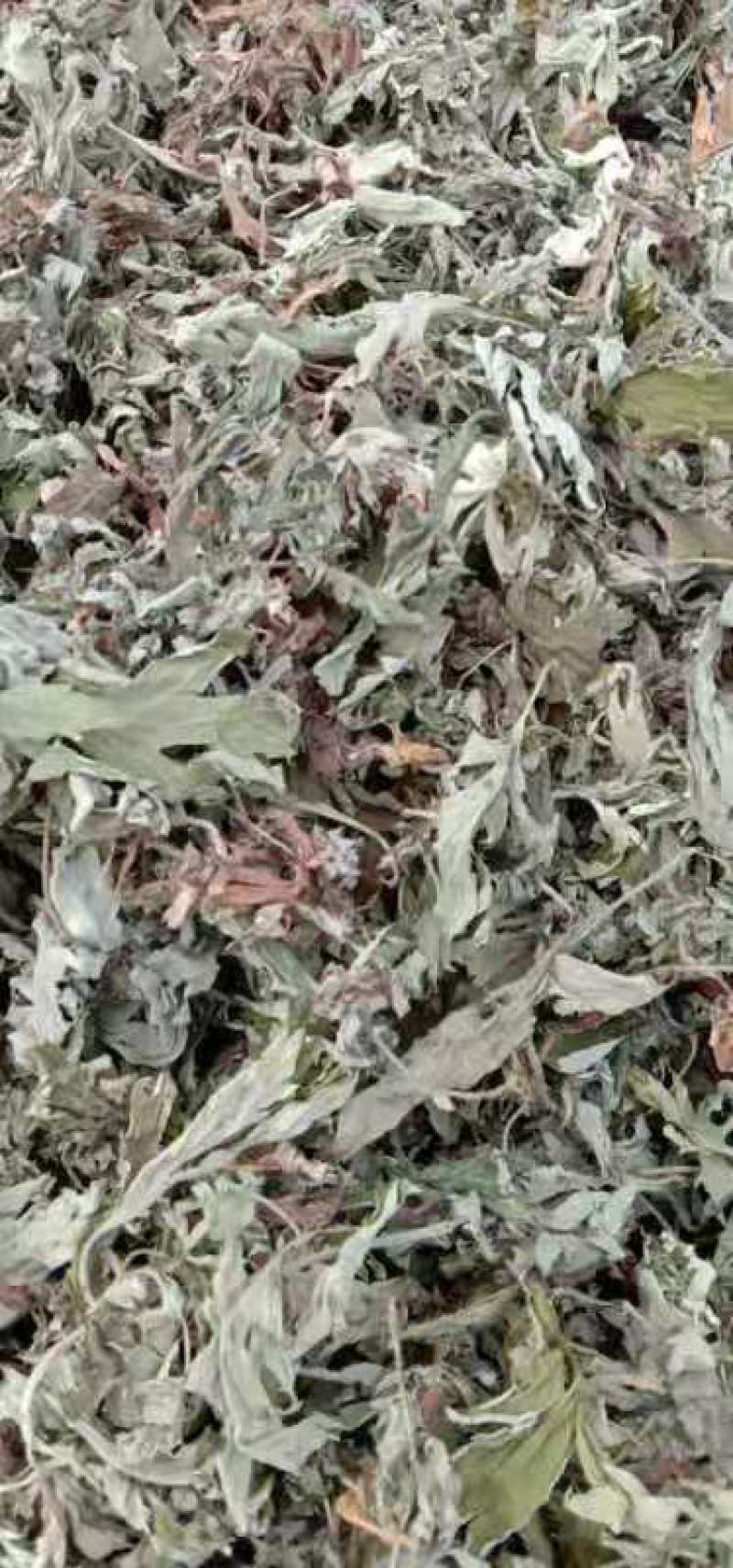 来自伏牛山的大白艾叶属于中国四大名艾。气味足