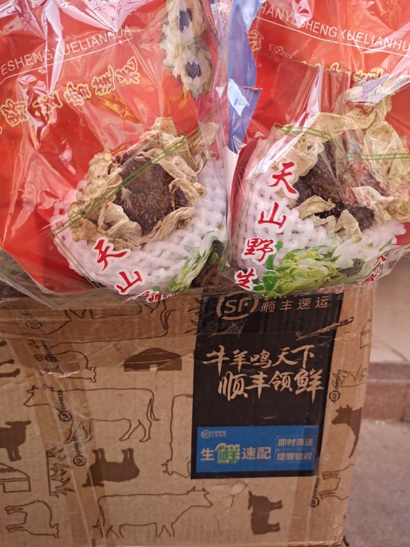 雪莲干天山雪莲新疆天山雪莲干泡酒无硫无杂质雪莲花