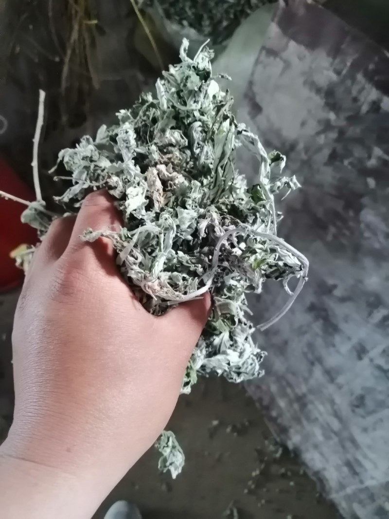 来自伏牛山的大白艾叶属于中国四大名艾。气味足