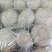 河北邯郸精品娃娃菜,质量保证,货源充足,诚信代办。