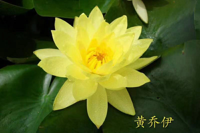 [精选]水生植物睡莲苗颜色各异当年开花，产地直发